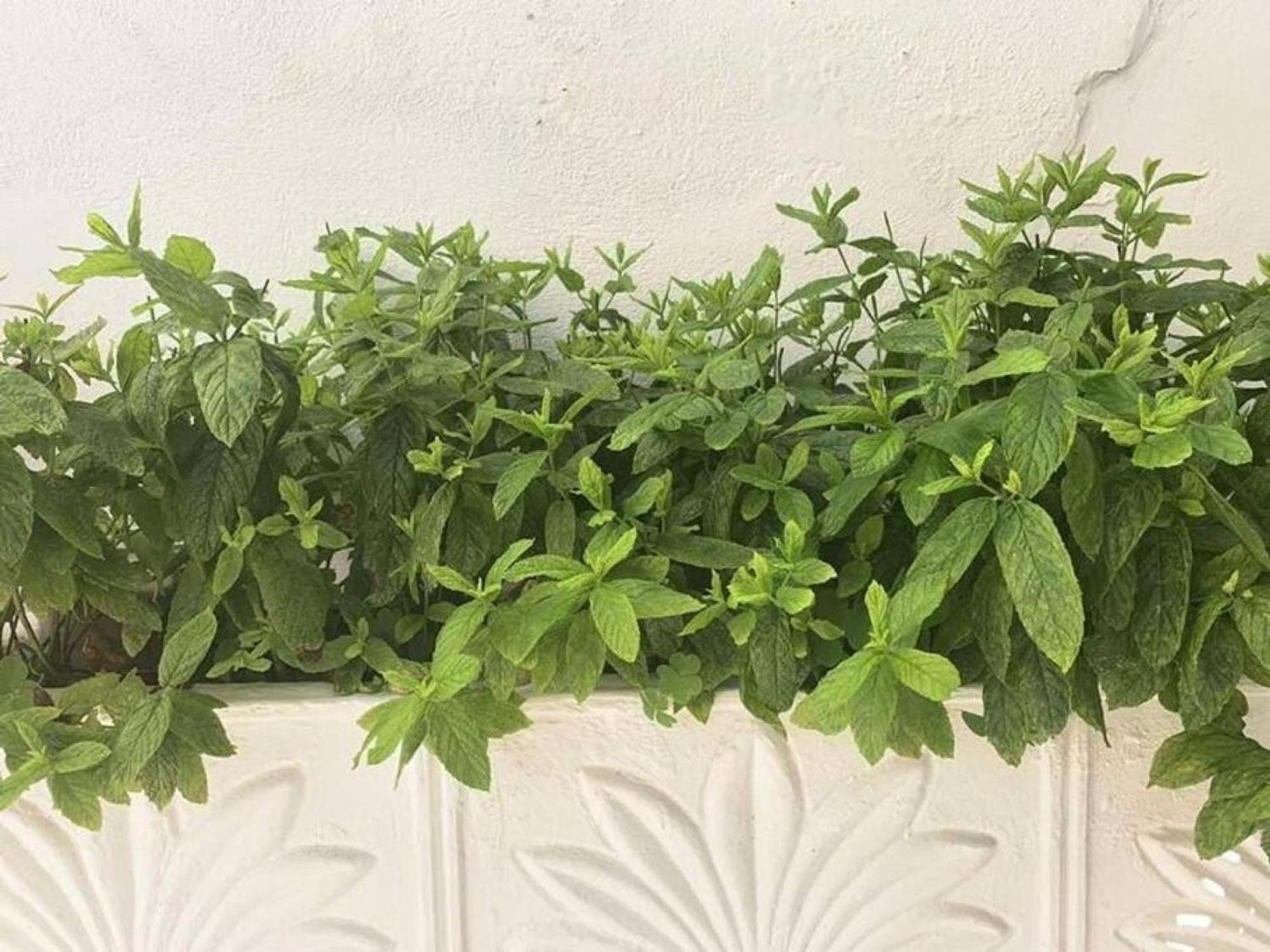 Dolce Vita - In The Heart Of Lefkada - Lefkada Bnb Buitenkant foto
